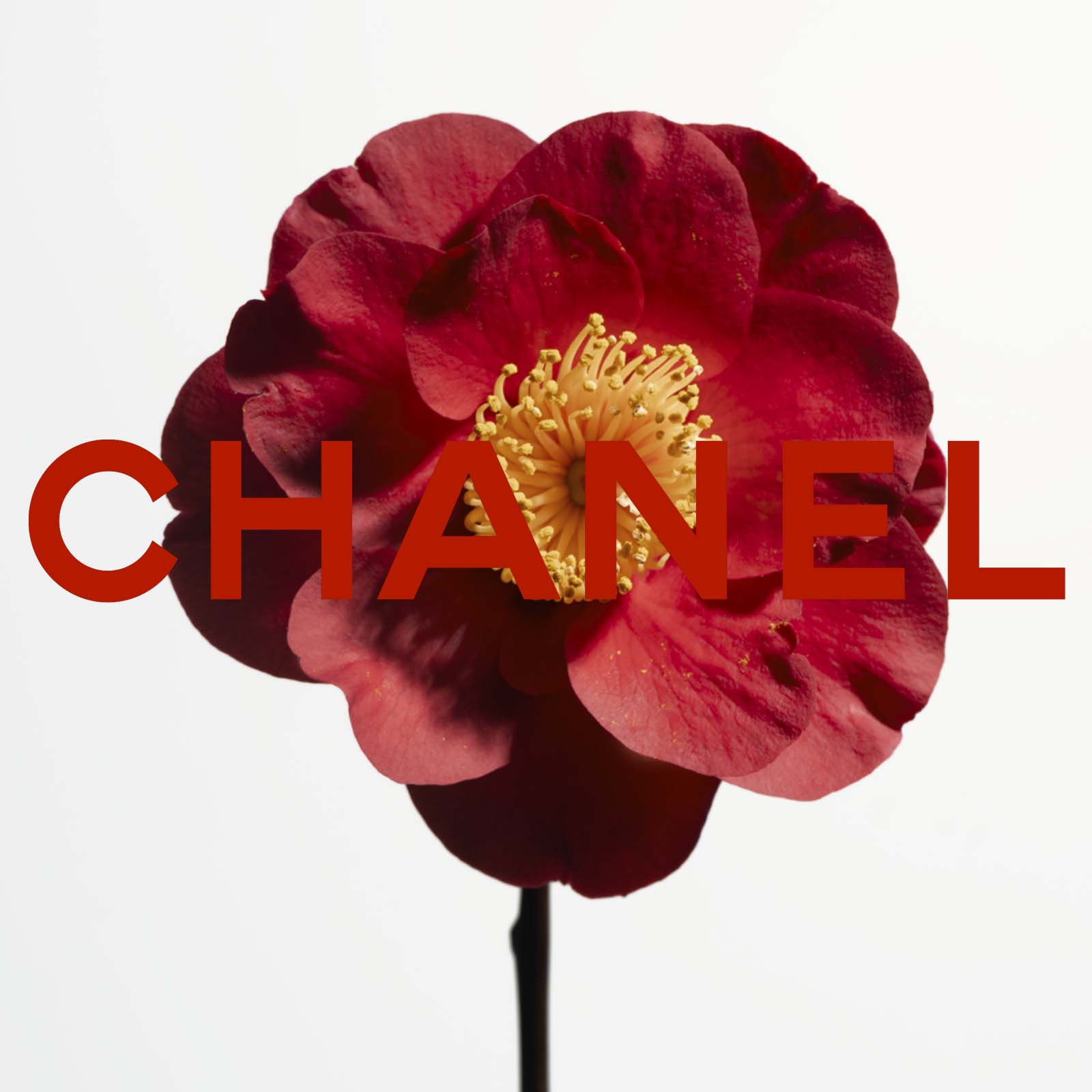 lund-x-mauviel-chanel-red-camellia-page-accueil