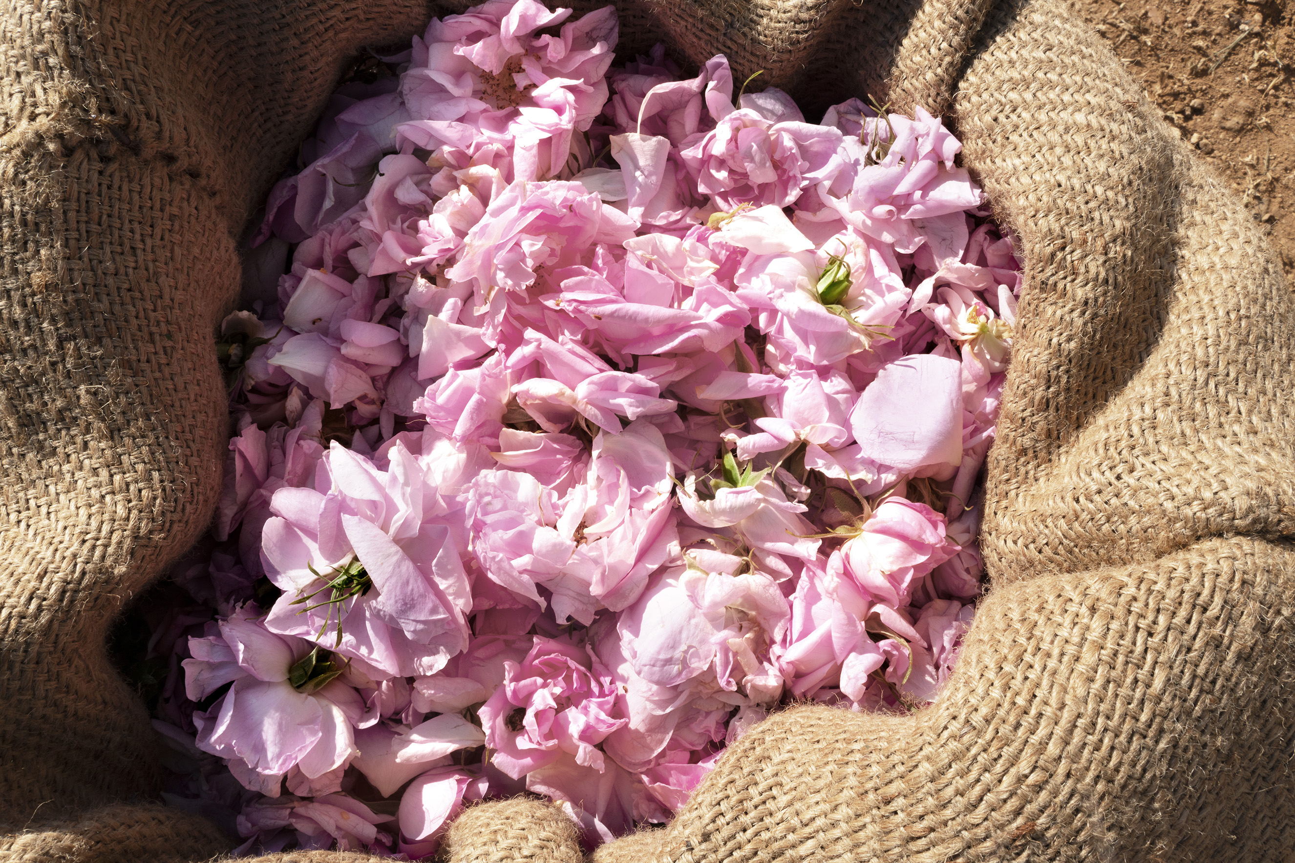 lund-x-mauviel-lancome-valensole-_dsc3376