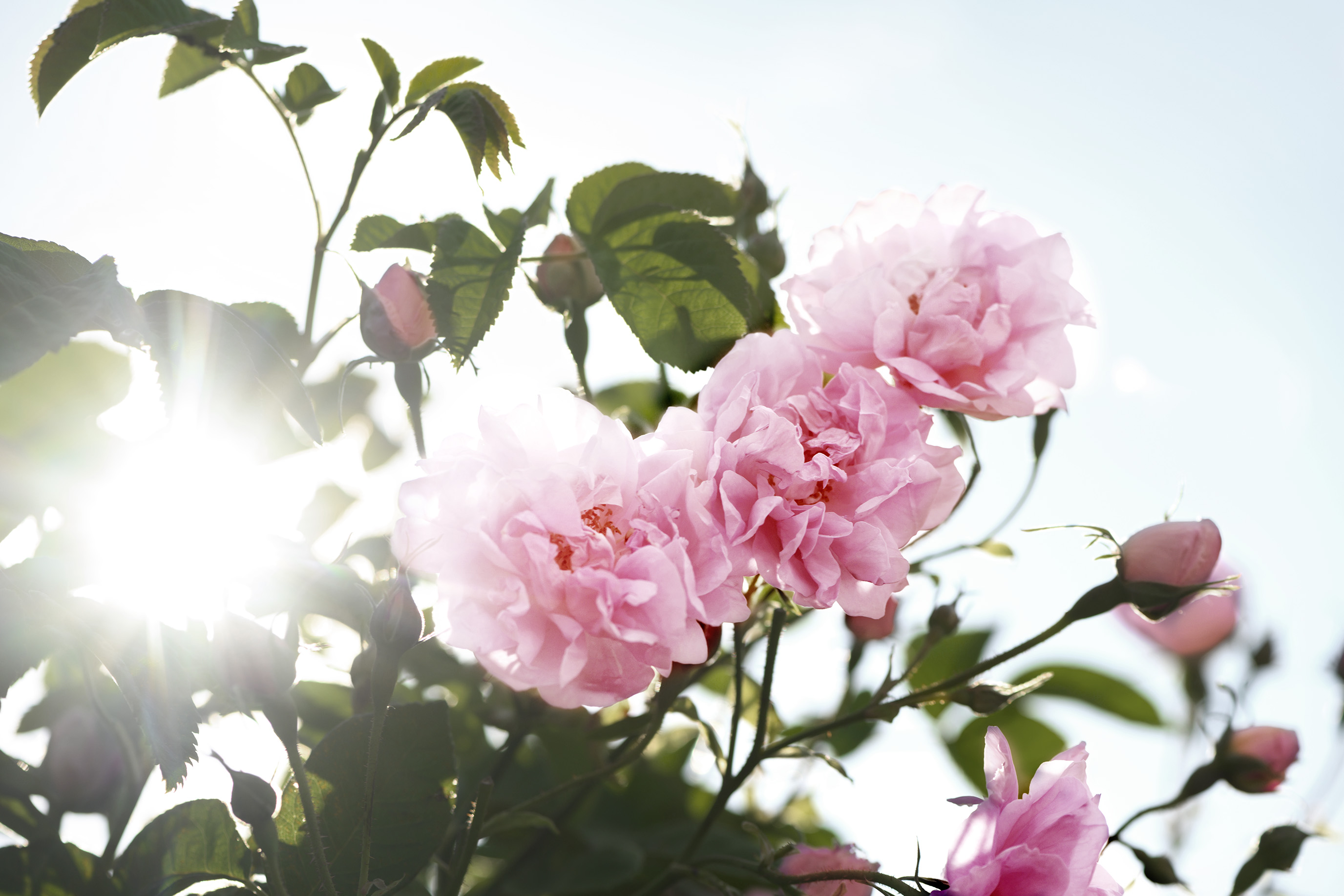 lund-x-mauviel-lancome-valensole-_dsc4406
