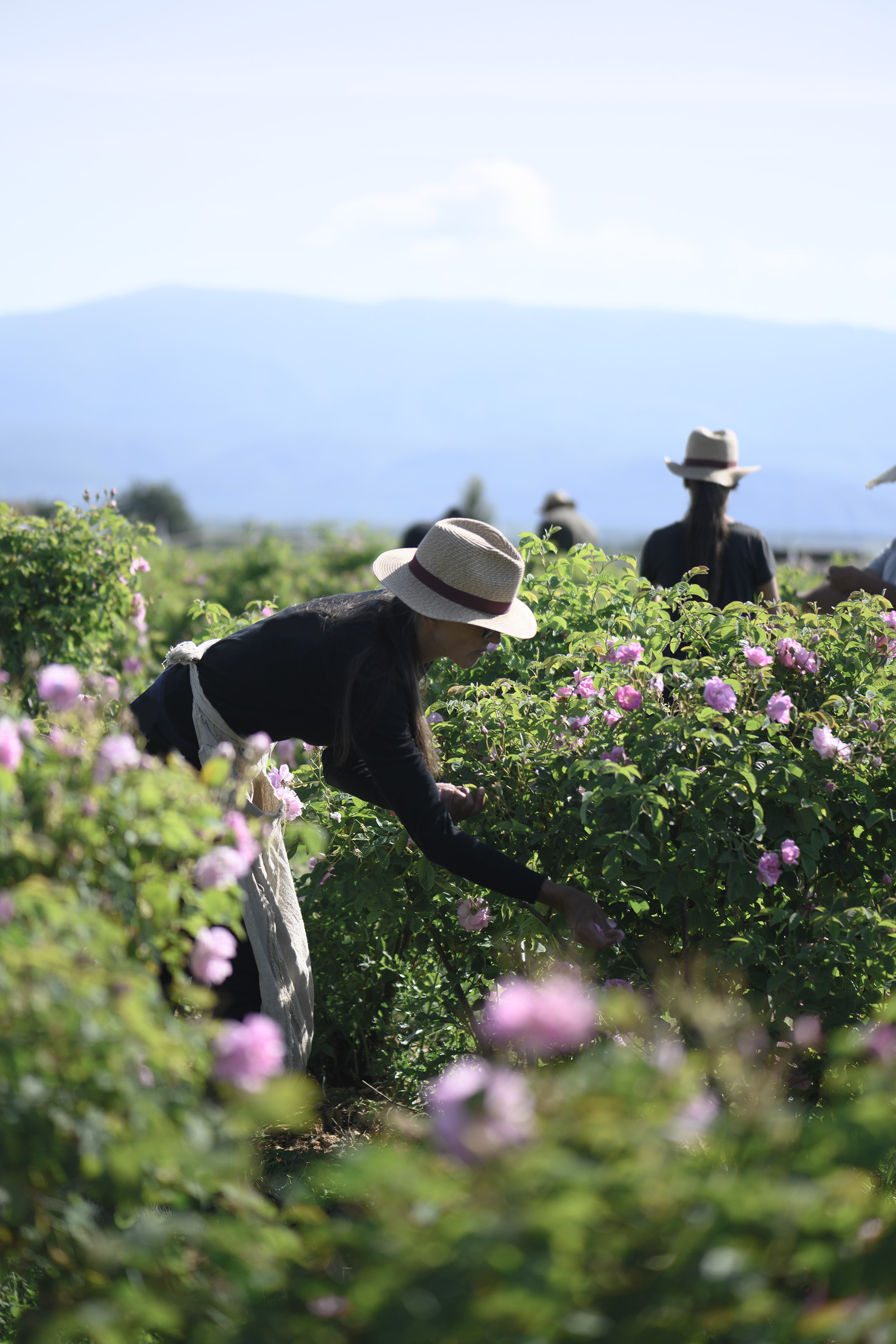lund-x-mauviel-lancome-valensole-_dsc5040
