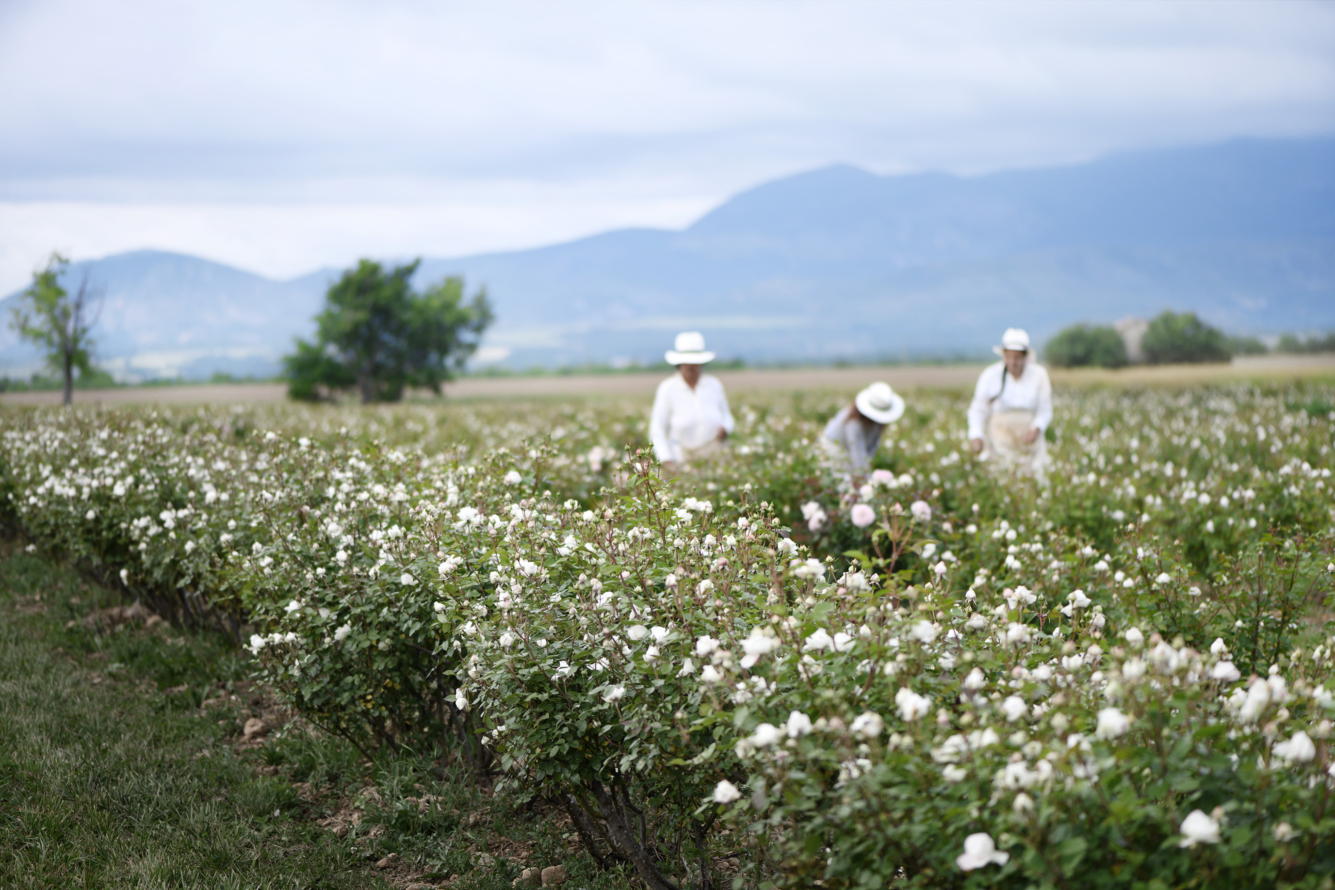 lund-x-mauviel-lancome-valensole-_dsc5629