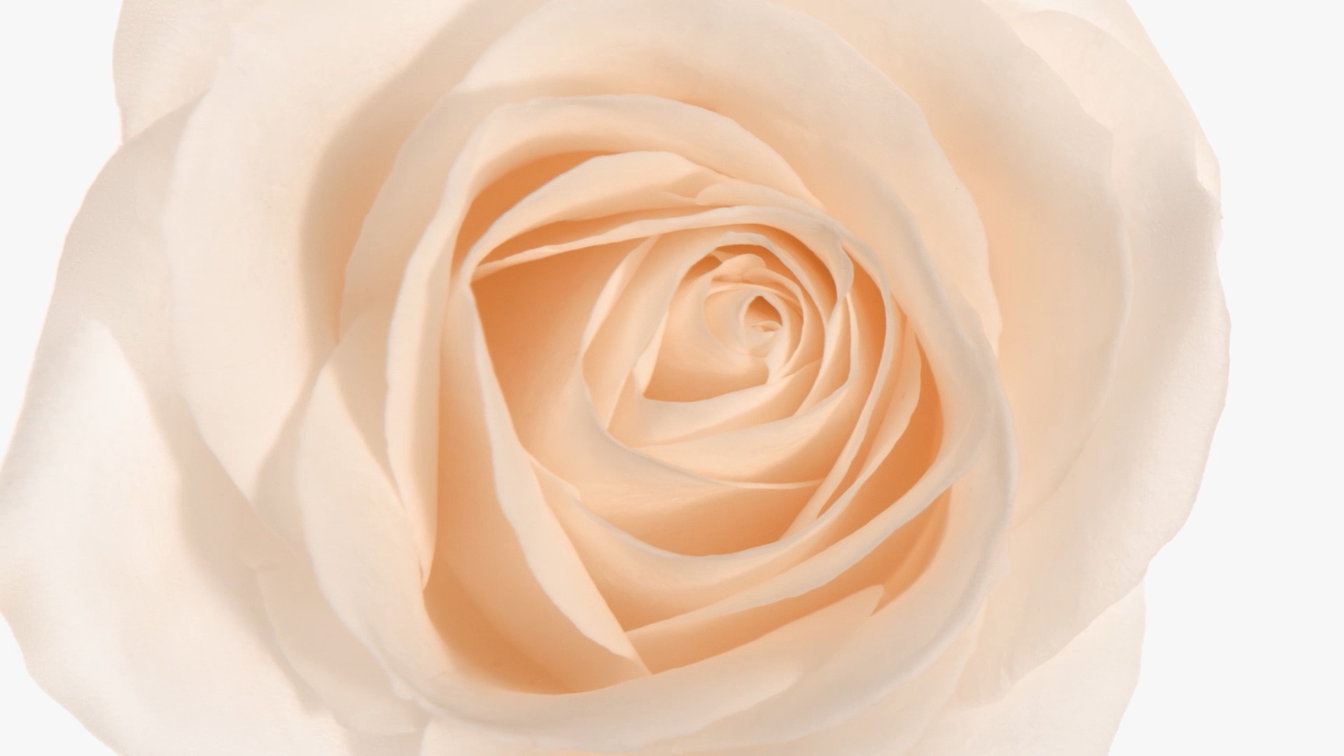 lund-x-mauviel-roses-pour-dior-joaillerie-export-book-3