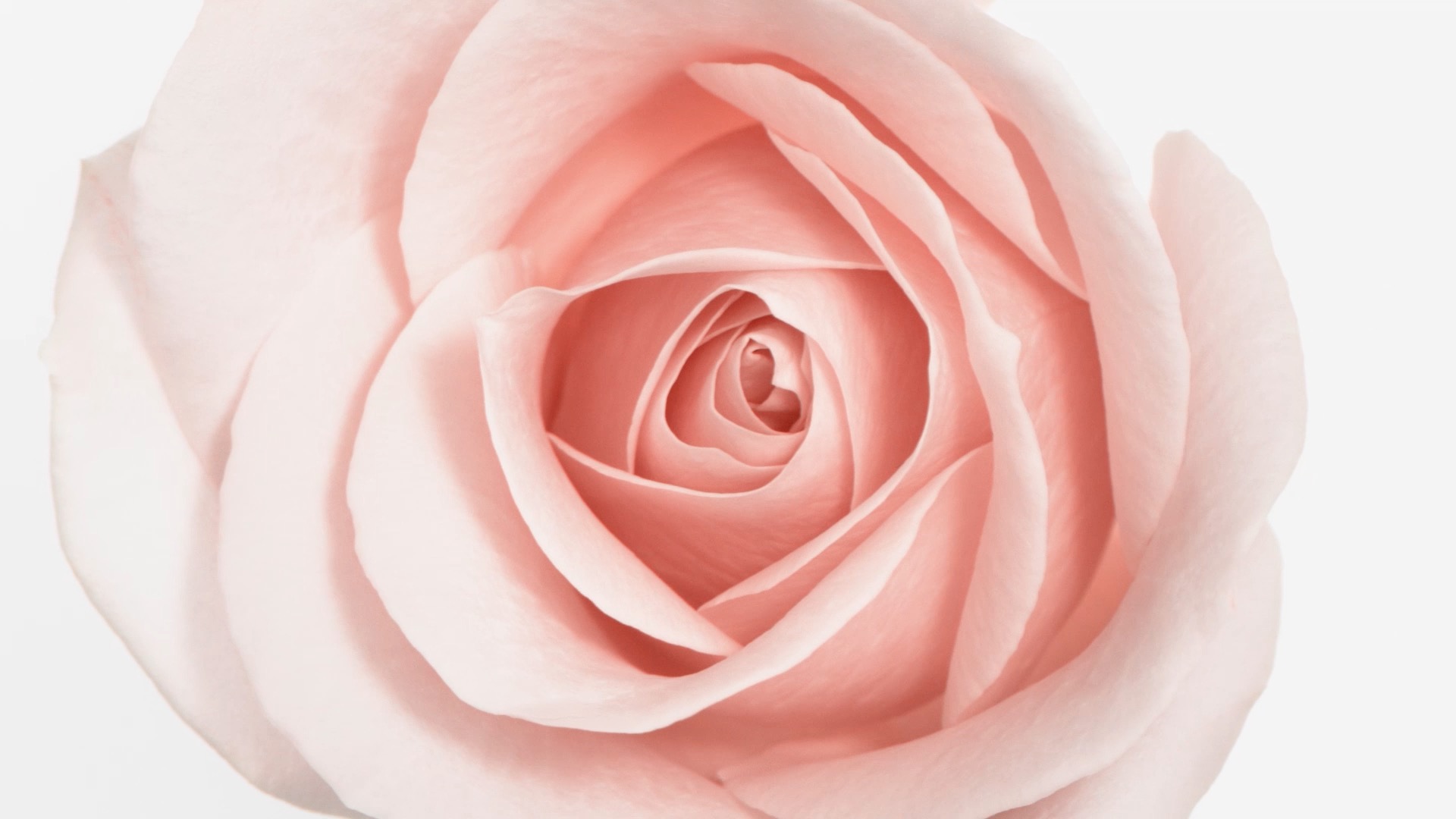 lund-x-mauviel-roses-pour-dior-joaillerie-export-book-4